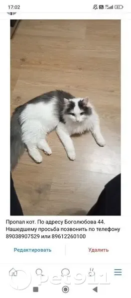 Пропал кот, проспект Боголюбова, 44, Дубна - окрас белый с серым - photo