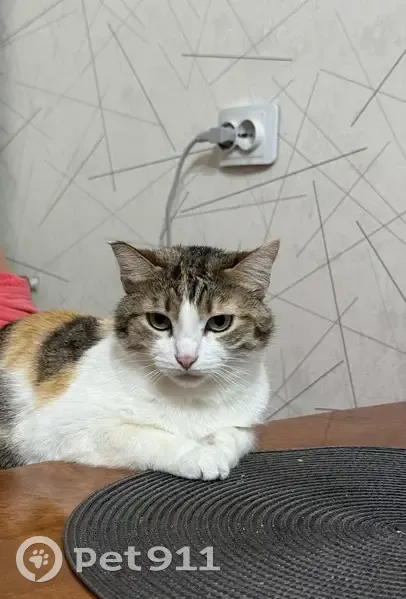 Пропала кошка, улица Пархоменко, 10, городской округ Ижевск - трёхшерстная, отзывается на Васька - photo