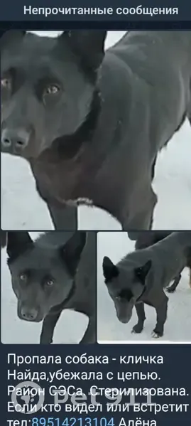 Пропала собака, 7-я линия, Тара - чёрная, возможно с цепью - photo