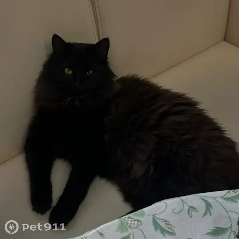 Пропал кот, улица Крупской, 16, Брянск - пушистый с белой прядью на шее - photo