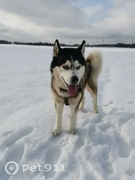 Пропал собака, 46Н-09293, Рылеево - осторожный и не агрессивный - photo