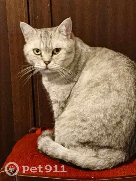 Пропала кошка, улица Никитина, Калуга - шотландская порода, агрессивная - photo