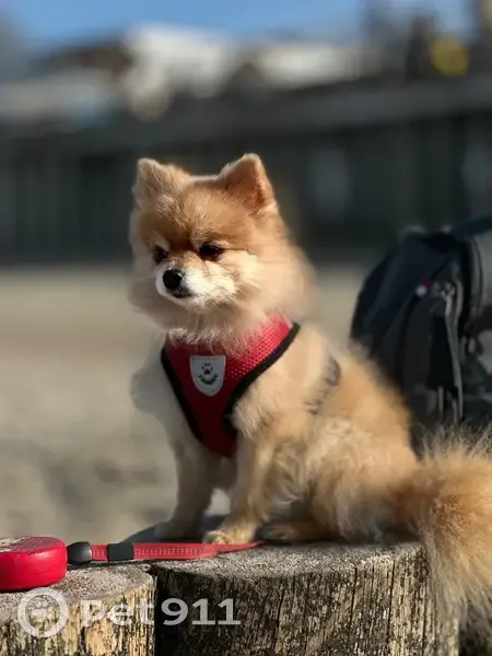 Пропала собака, улица Партизана Железняка, Калининград - рыжая, чипированная - photo