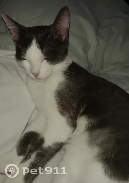 Пропал кот, улица Сабит, 15, Казань - серо-белый с серыми пятнами - photo