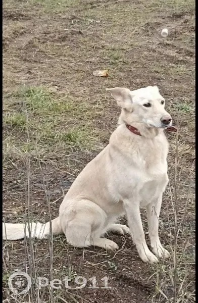 Пропала собака, бульвар Любы Новосёловой, Одинцово - коричневый ошейник и шрам - photo
