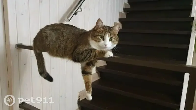 Пропала кошка, улица Володарского, Касимов - стерилизованная с красным ошейником - photo