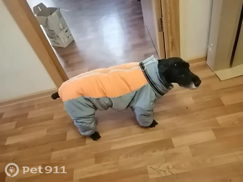 Пропала собака, Чонгарский бульвар, 26, Москва - кокер спаниель, 16 лет - photo