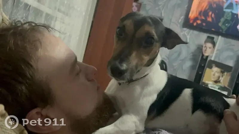 Пропал собака, улица Глушкова, Барнаул - молодой и добрый Джек - photo