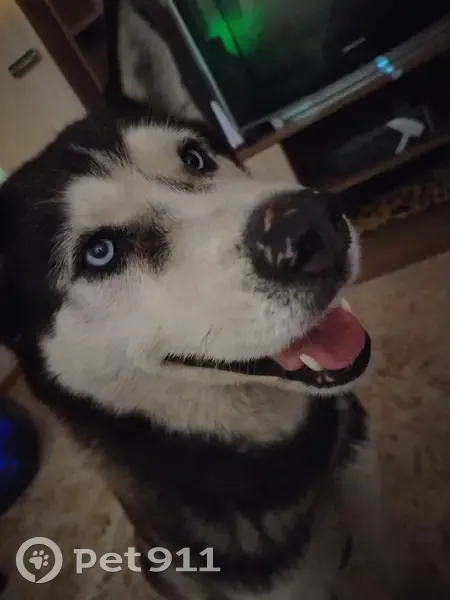 Пропала собака, Правотомская улица, 12, Кемерово - черно-серо-белый окрас, голубые глаза - photo