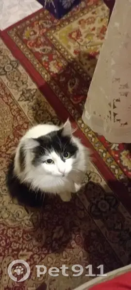 Пропал кот, улица Ново-Сафронова, Таганрог - черно-белый, шрам на ухе - photo