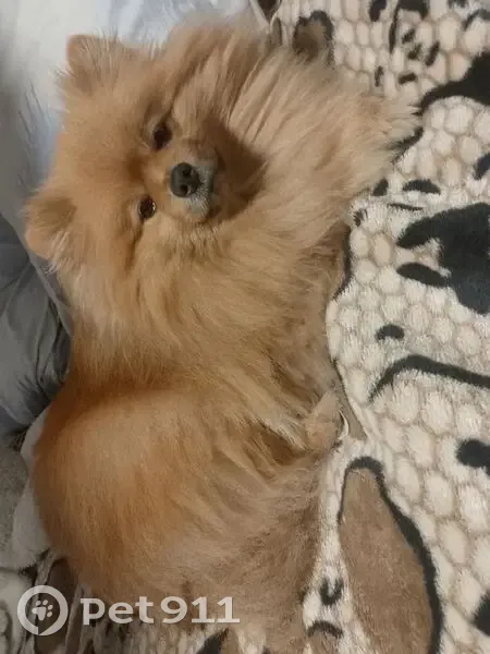 Пропал собака, Барабинск, Новосибирская область - рыжий окрас - photo