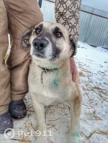 Пропала собака, женский пол, Ковров, Владимирская область - ласковая, пугливая - photo