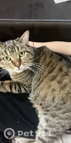 Пропал кот, улица Красина, 21, Уфа - коричневый окрас - photo