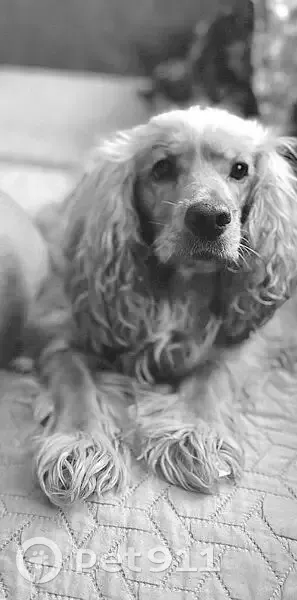 Пропала собака, Северная улица, 2А, Грановщина - рыжий спаниель, девочка - photo