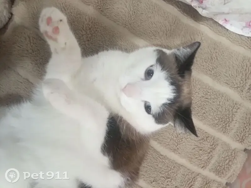 Пропала кошка, улица Карташова, Томск - домашняя и привязана к хозяину - photo