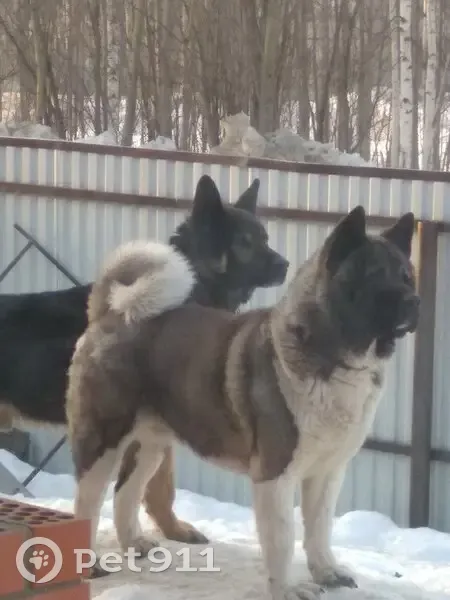 Пропал собака, Мозырьская улица, Пермь - американская акита без ошейника - photo