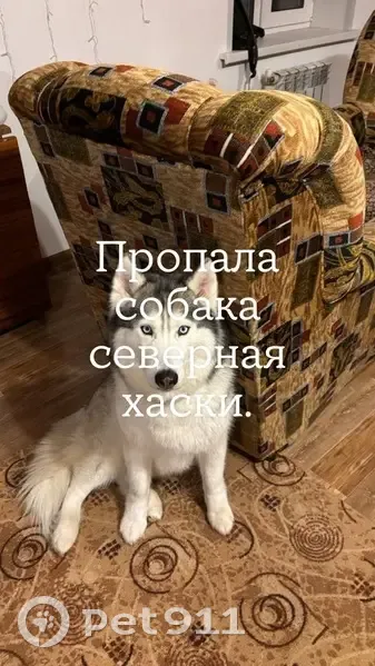 Пропала собака, Фоминское сельское поселение, Владимирская область - голубые глаза - photo