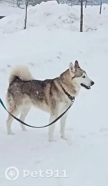 Пропал собака, Свободный переулок, Ступино - кобель лайка, 7 лет - photo