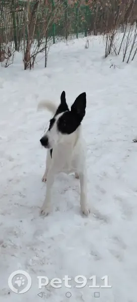 Пропала собака, Александровский парк, Санкт-Петербург - гладкошёрстный фокстерьер, девочка - photo