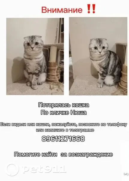 Пропала кошка, Шувалово, Костромская область - вислоухая и пугливая - photo