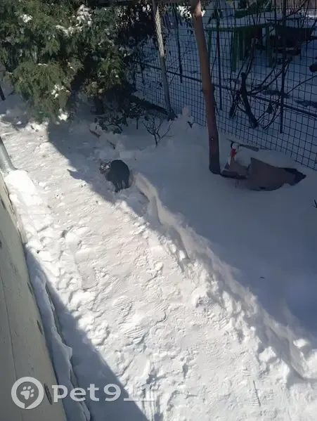 Пропала кошка, Центральный переулок, городской округ Таганрог - черная, 7 месяцев - photo