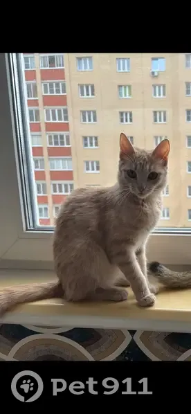 Пропала кошка, Октябрьская улица, 217корпó, Тула - персиковый окрас - photo