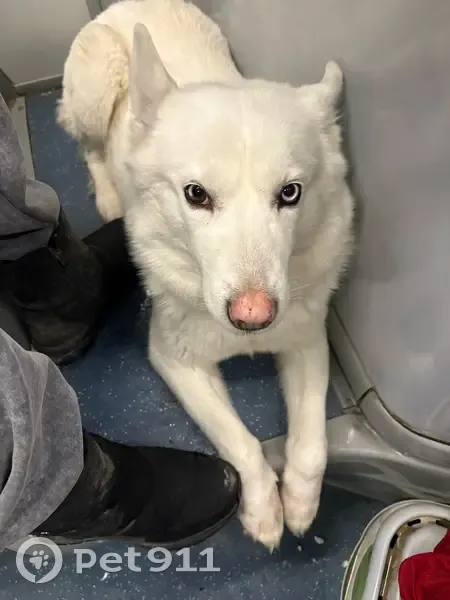 Пропала собака, улица Федотова, 14, Пермь - белая, очень дружелюбная - photo