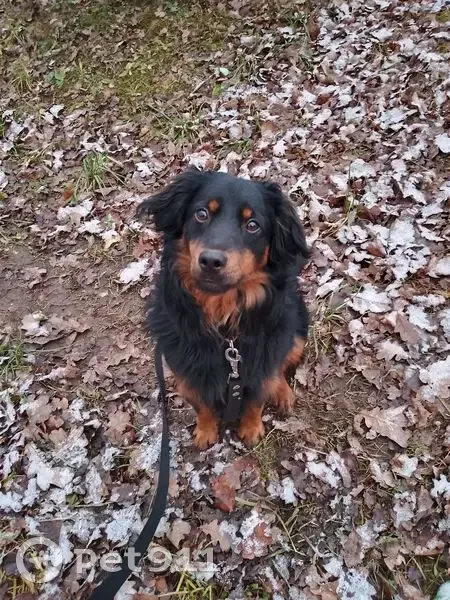 Пропал собака, мужской, улица Гилёва, 68, Уфа - откликается на кличку Макс - photo
