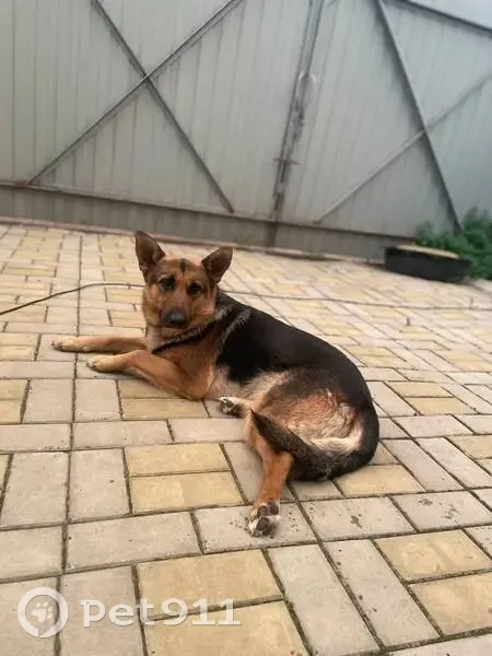 Пропала собака, Железногорск, Курская область - коричневый ошейник - photo