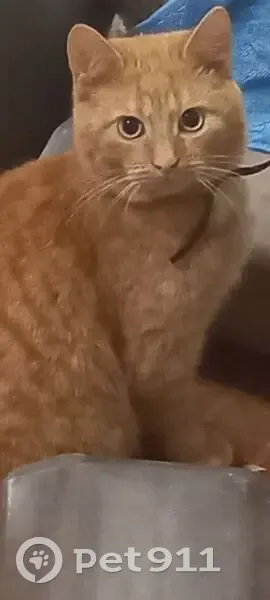 Пропал кот, улица Германа Титова, 8, Вышний Волочёк - рыжий, легко давался в руки - photo