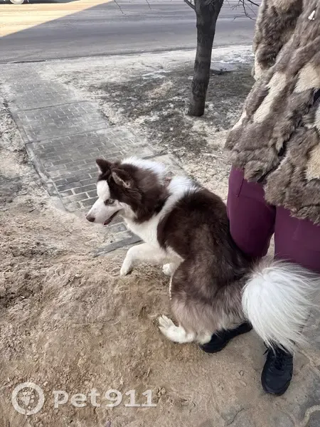 Найден собака, набережная Авиастроителей, 12Б, Воронеж - photo