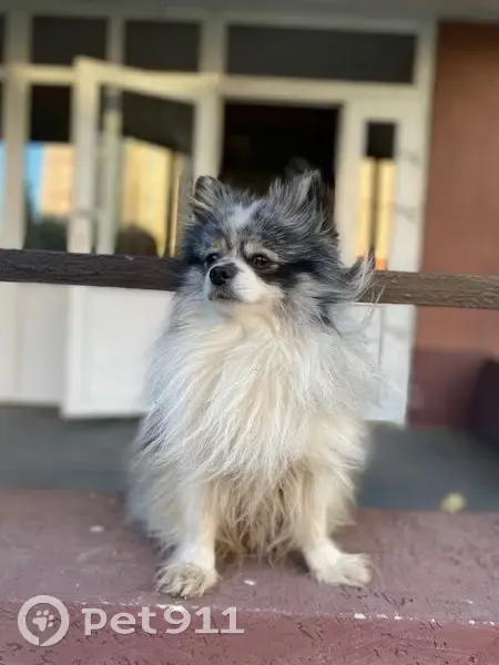 Пропал собака, улица Ивана Булкина, Самара - photo