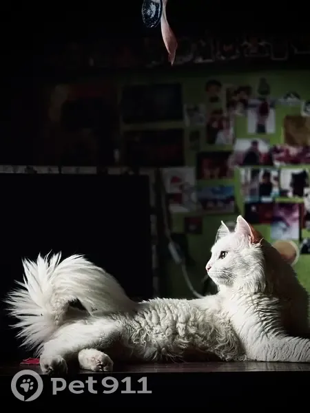 Пропал кот, Бугурсланская улица, Оренбург - глаза разного цвета - photo