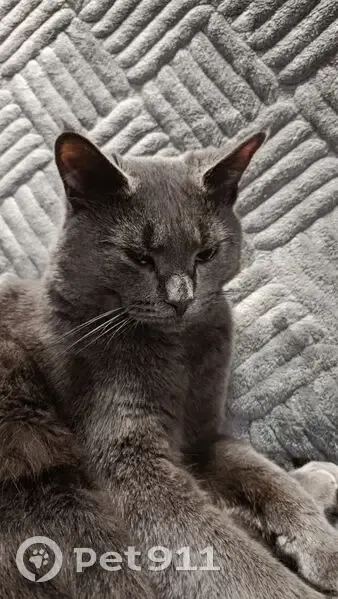 Пропал кот, Главная улица, Виллозское городское поселение - полностью серый, гладкошёрстный - photo