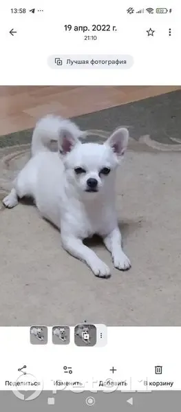 Пропала собака, Брюховецкое, Краснодарский край - белый окрас, лечебный ошейник - photo