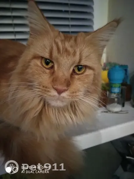 Пропала кошка, Политехническая улица, 4, Юкки - рыжий мейнкун - photo