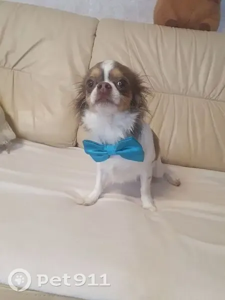 Пропал собака, Советская улица, 22, Строитель - белый с коричневыми пятнами - photo