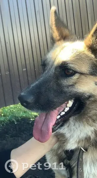 Пропала собака, Иглино, Башкортостан - похожа на овчарку - photo