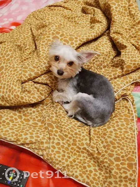 Пропала собака, женский пол, улица Разина, Вологда - photo