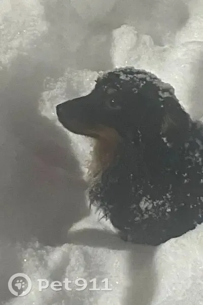 Найдена собака, улица Шота Руставели, 1Б, Челябинск - метис похож на длинношёрстную таксу - photo