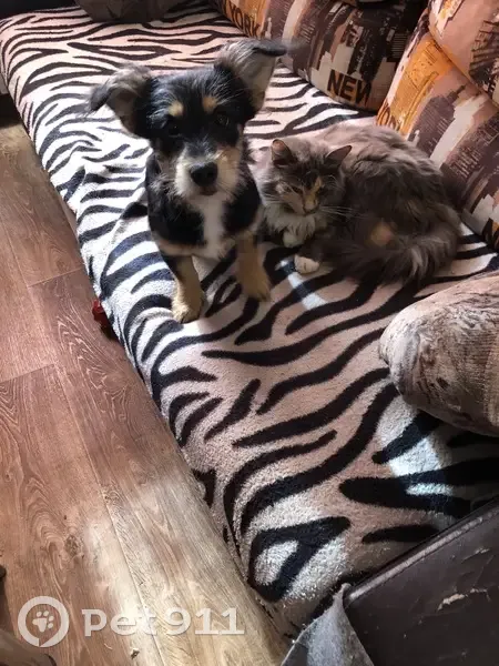 Пропала собака, женский пол, улица Энгельса, 4, Ярцево - маленькая, окрас чёрный с белым галстуком - photo