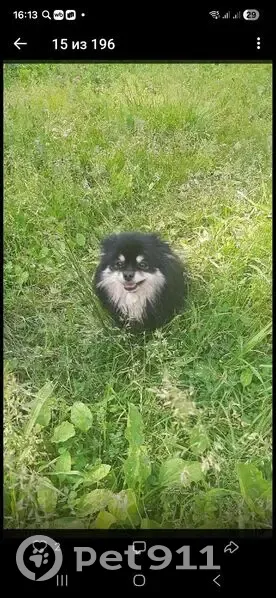 Пропала собака, 4-й Красноармейский переулок, Брянск - чёрный шпиц - photo