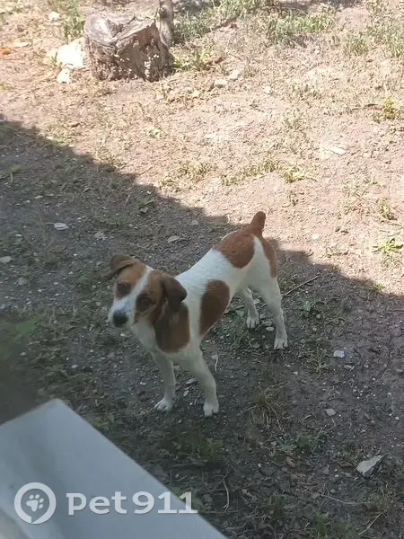 Пропала собака, улица Короленко, 1, Крымск - породы Джек Рассел, длинноногая - photo