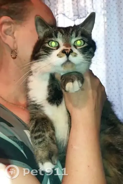 Найден кот, улица Максима Горького, 20, Тула - крупный и ручной - photo