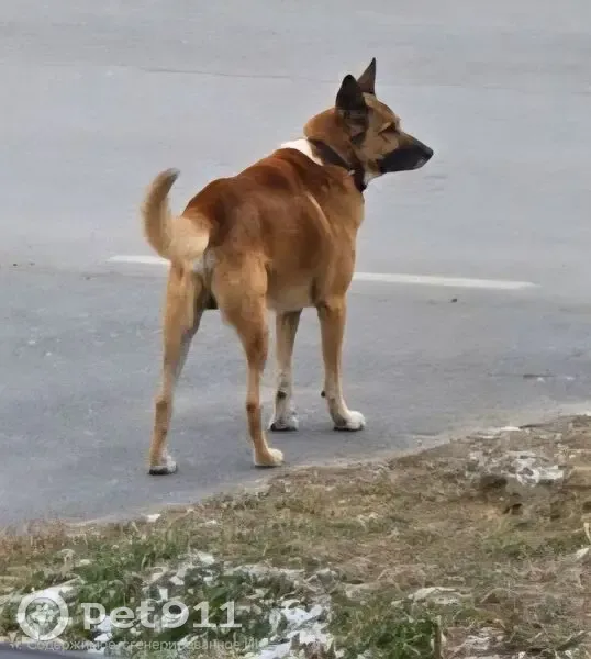 Пропал собака, улица Жданова, Тюмень - высокий, рыжий, с ошейником - photo