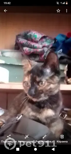 Пропала кошка, Объездная дорога, Миасс - трёхшерстная, домашняя - photo