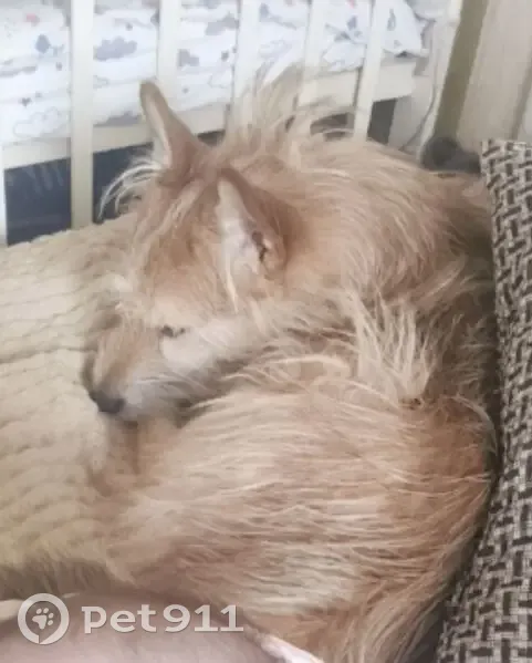 Пропал собака, мужской, Скуратовская улица, Тула - возможно дезориентирован - photo