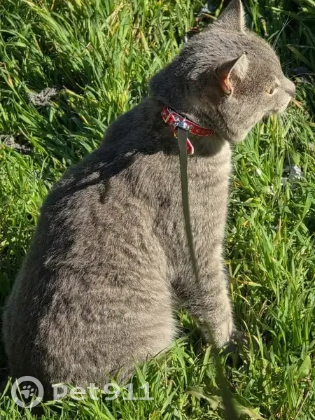 Пропал кот, улица им. А.Э.Тачиева, 19, Элиста - серый с янтарными глазами - photo