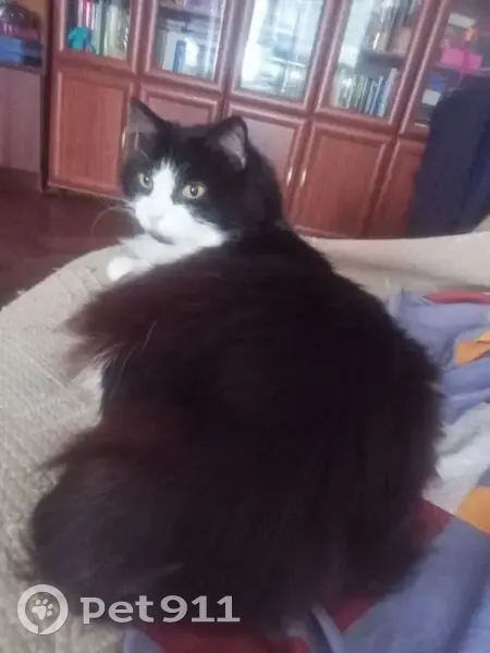 Пропал кот, проспект Металлистов, 21 к1, Санкт-Петербург - крупный, чёрно-белый, длинношёрстный - photo