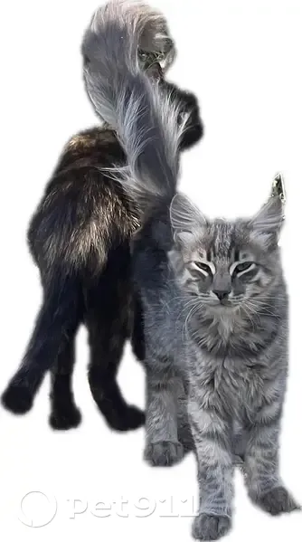 Пропал кот, Павловская, Краснодарский край - photo